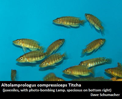 Altolamprologus compressiceps Titcha "Mandarin"