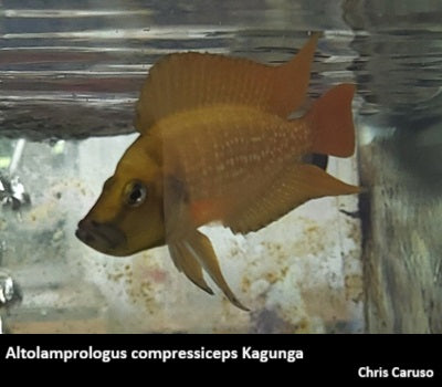 Altolamprologus compressiceps Kagunga "Red Fin"