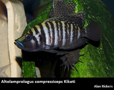 Altolamprologus compressiceps Kikoti "Black"