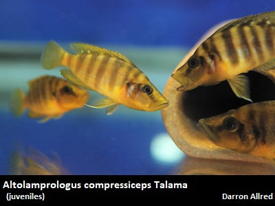 Altolamprologus compressiceps Talama "Mandarin"