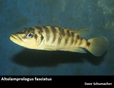 Altolamprologus fasciatus (wild caught)