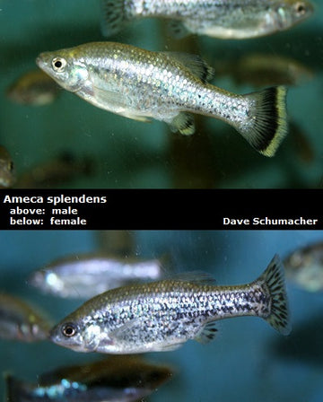 Products – Dave's Rare Aquarium Fish