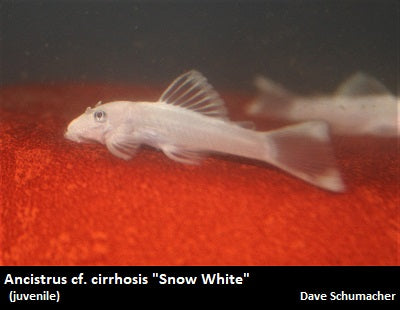 Ancistrus cf. cirrhosis "Bristlenose Pleco" snow white