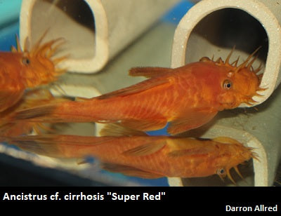 Ancistrus cf. cirrhosis ''Bristlenose Pleco'' super red