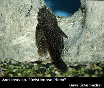 Catfish & Plecos – Dave's Rare Aquarium Fish