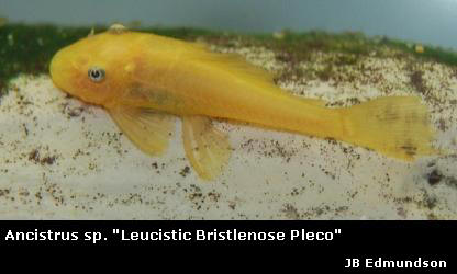 Ancistrus cf. cirrhosis ''Bristlenose Pleco'' leucistic (blue eye)