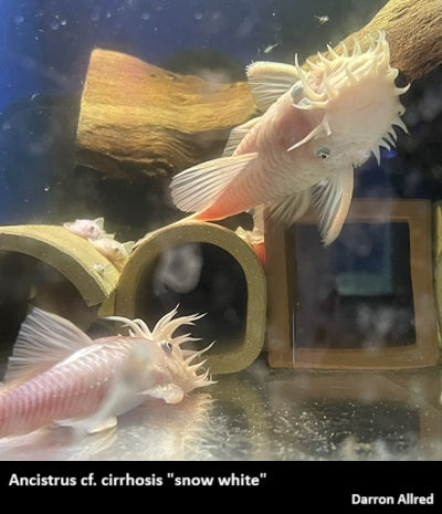 Ancistrus cf. cirrhosis "Bristlenose Pleco" snow white