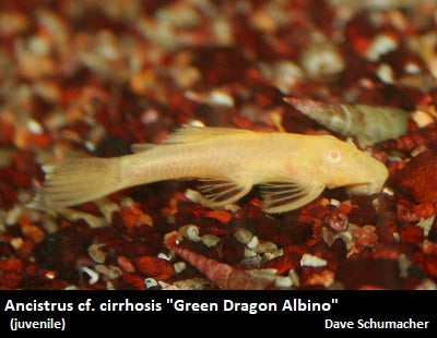 Ancistrus cf. cirrhosis ''Bristlenose Pleco'' green dragon albino