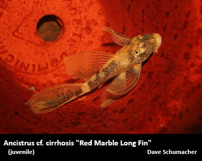 Ancistrus cf. cirrhosis "Bristlenose Pleco" red marble long fin