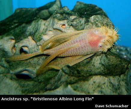 Ancistrus cf. cirrhosis "Bristlenose Pleco" albino long fin