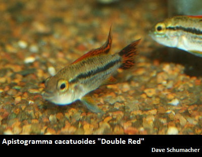 Apistogramma cacatuoides "Double Red" (pair)