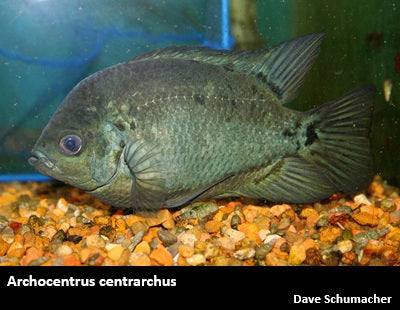 Archocentrus centrarchus