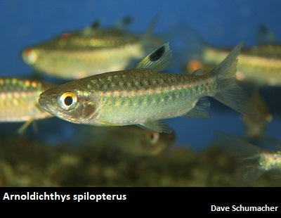 Arnoldichthys spilopterus Nigeria "African Red Eye Tetra"