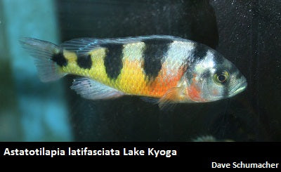 Astatotilapia latifasciata Lake Kyoga ''Zebra''