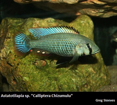 Astatotilapia sp. "Calliptera Chizumulu" Chizumulu Island "Blue"
