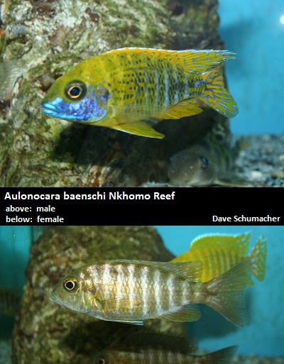 Aulonocara baenschi Nkhomo Reef ''Yellow Regal''