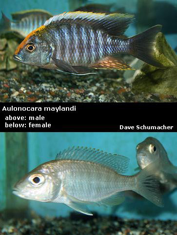 Aulonocara maylandi Chimwalani Reef ''Sulfurhead''