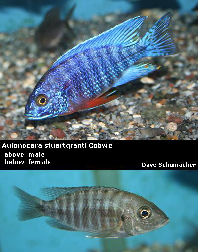 Aulonocara stuartgranti Cobwe "Blue Regal"