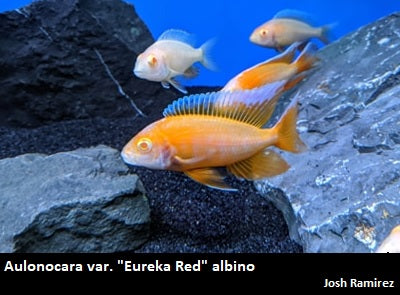 Aulonocara var. ''Eureka Red'' albino