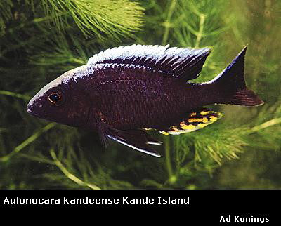 Aulonocara kandeense Kande Island "Blue Orchid"