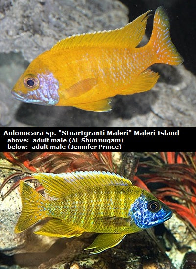 Aulonocara sp. "Stuartgranti Maleri" Maleri Island