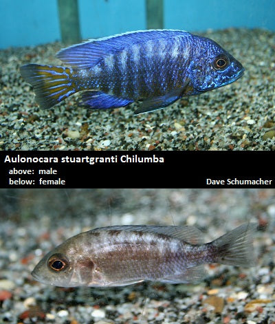 Aulonocara stuartgranti Chilumba