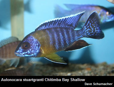 Aulonocara stuartgranti Chitimba Bay Shallow "Bicolor"