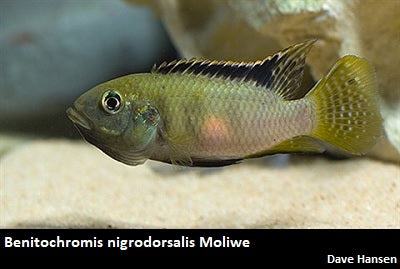 Benitochromis nigrodorsalis Moliwe