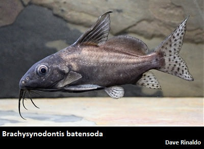 Brachysynodontis batensoda ''Giant Upside Down Cat''