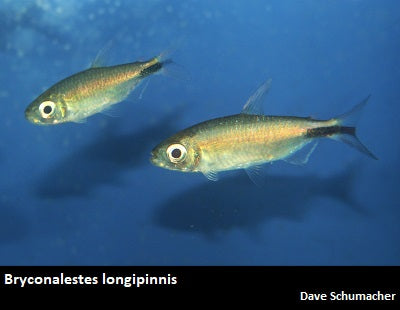 Brycinus longipinnis "African Longfin Tetra"