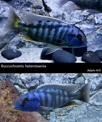 Buccochromis heterotaenia Likoma