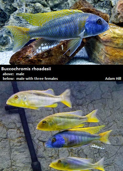 Buccochromis rhoadesii ''Yellow''