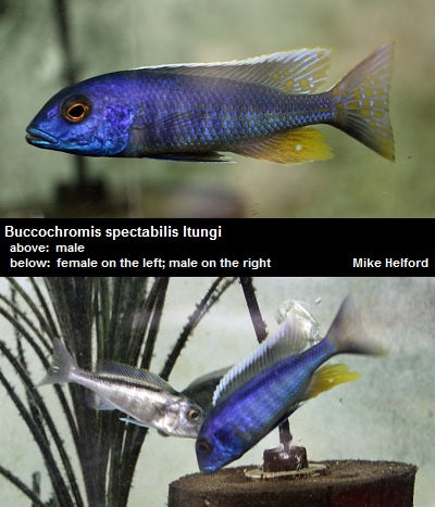 Buccochromis spectabilis Itungi