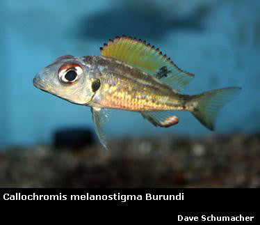 Callochromis melanostigma Burundi