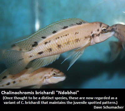 Chalinochromis brichardi ''Ndobhoi''