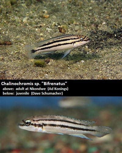 Chalinochromis sp. "Bifrenatus"