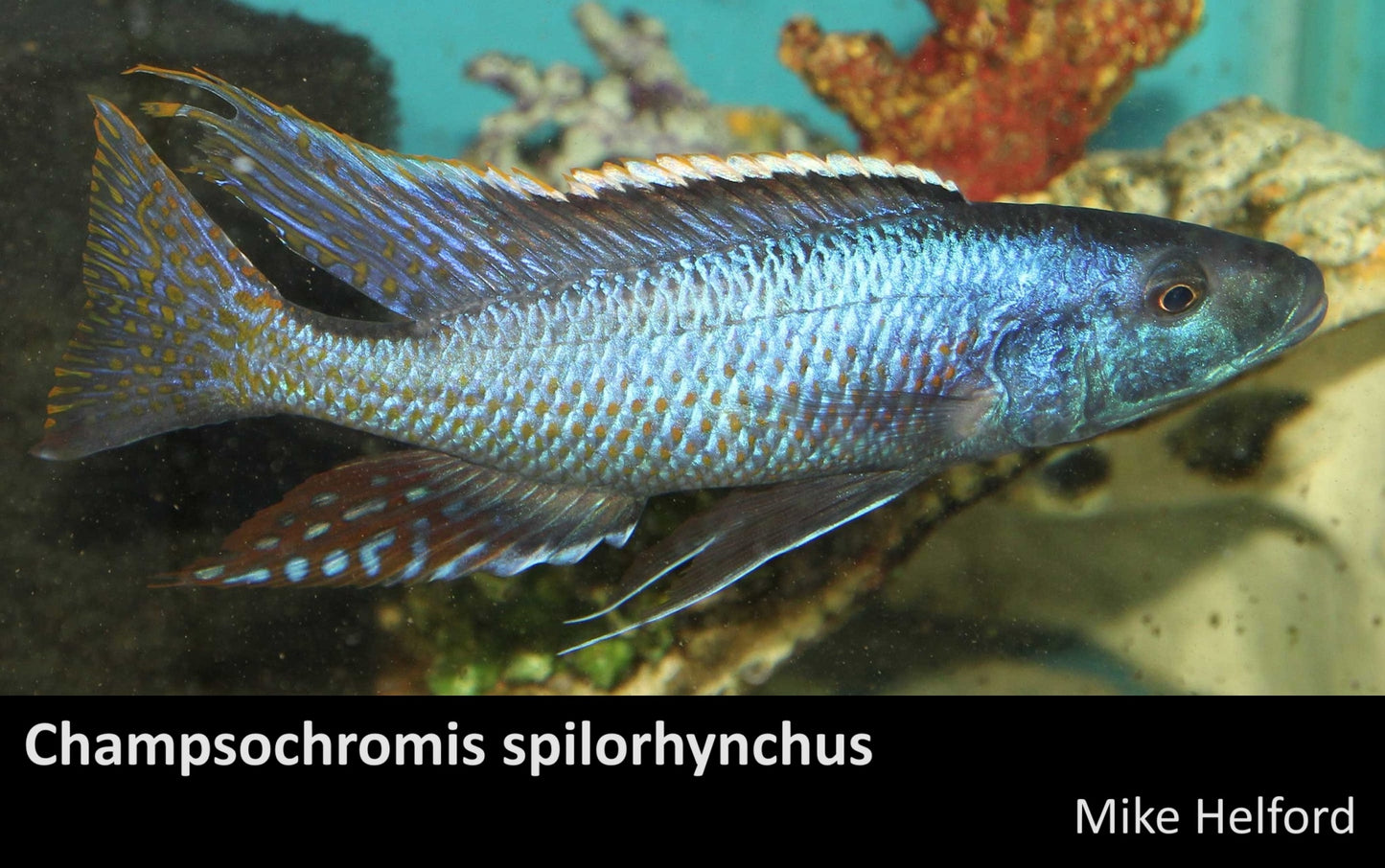 Champsochromis spilorhynchus