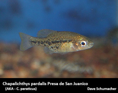 Chapalichthys pardalis Presa de San Juanico
