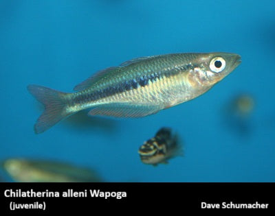 Chilatherina alleni Wapoga "Red"