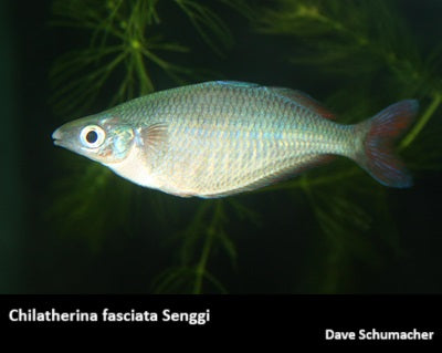 Chilatherina fasciata Senggi