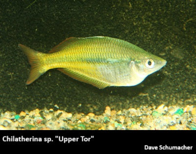 Chilatherina sp. "Upper Tor"