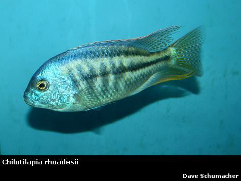 Chilotilapia rhoadesii