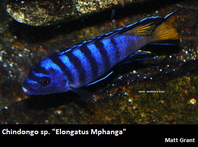 Chindongo sp. "Elongatus Mphanga" Mphanga Rocks