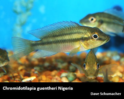 Chromidotilapia guentheri Nigeria