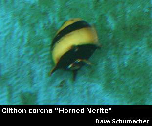 Clithon corona ''Spiral Horned Nerite''