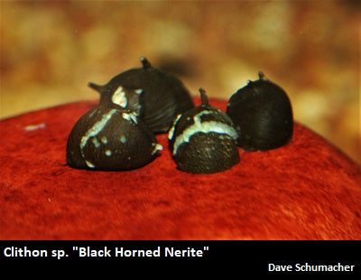 Clithon sp. ''Black Horned Nerite''