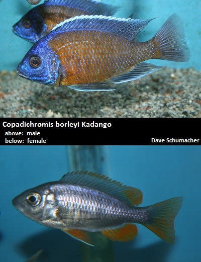 Copadichromis borleyi Kadango ''Red Fin'' – Dave's Rare Aquarium Fish