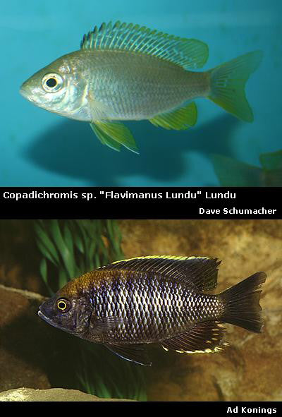 Copadichromis sp. ''Flavimanus Lundu'' Lundu