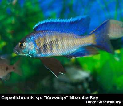 Copadichromis sp. ''Kawanga'' Mbamba Bay