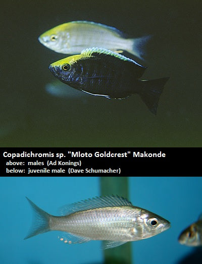Copadichromis sp. ''Mloto Goldcrest'' Makonde